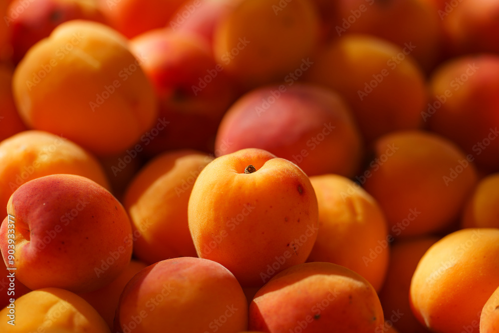 bunch of apricots in the sunlight, orange mood, close-up, harvesting, summer mood bunch of apricots in the sunlight, orange mood, close-up, harvesting, summer mood