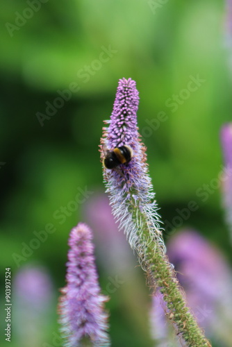 Bumble bee feeding on veronicastrum flower photo