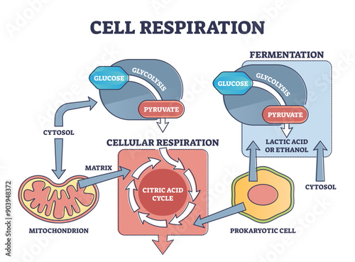 Cell respiration process explanation with biological stages outline diagram, transparent background. Educational labeled scheme with citric acid.