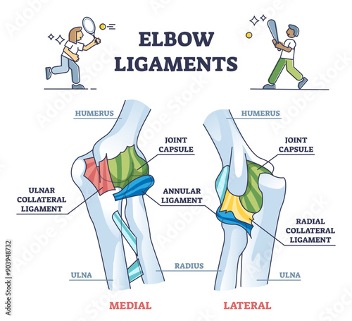 Elbow ligaments with medical medial or lateral xray structure outline diagram, transparent background. Labeled educational anatomical joint capsule.