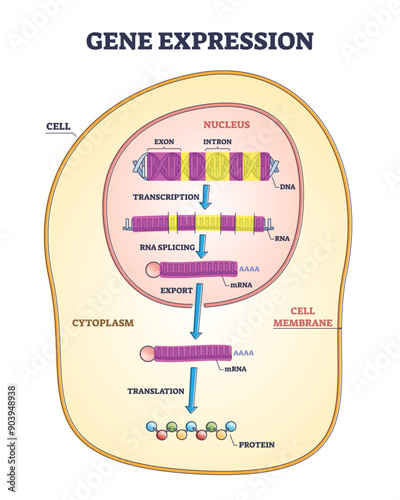 Gene expression stages with transcription, RNA splicing and export to translation outline diagram, transparent background. Labeled educational cellular genetic process.