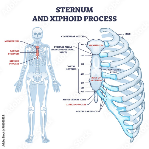 Sternum and xiphoid process with breastbone bone structure outline diagram, transparent background. Labeled educational anatomical body chest skeletal description.
