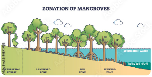 Zonation of mangroves trees as forest plant species ecosystem outline diagram, transparent background. Scheme with terrestrial, landward, mid and seaward zones as division.