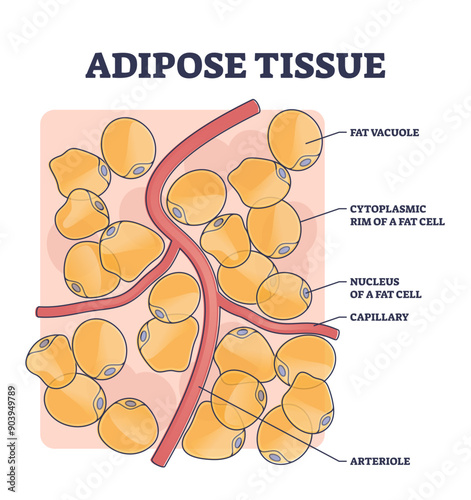 Adipose tissue or body fat anatomical inner cell structure outline diagram, transparent background. Labeled educational medical explanation with vacuole, cytoplasmic rim, nucleus.