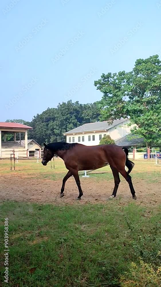 Two stunning brown horses chasing each other Two stunning brown horses chasing each other