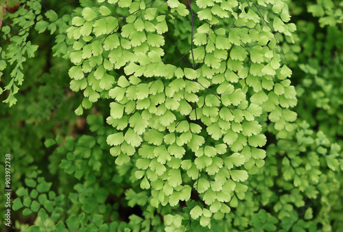 Selective focus nature green leaves light green color, Maidenhair Fern or Adiantum capillus veneries  leaves shape and nature designed are beautiful background