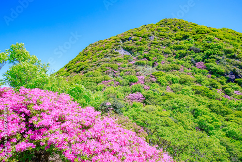 ミヤマキリシマと国見岳　長崎県雲仙市　Miyama Kirishima and Mt. Kunimi. Nagasaki Pref, Unzen City.	
 photo