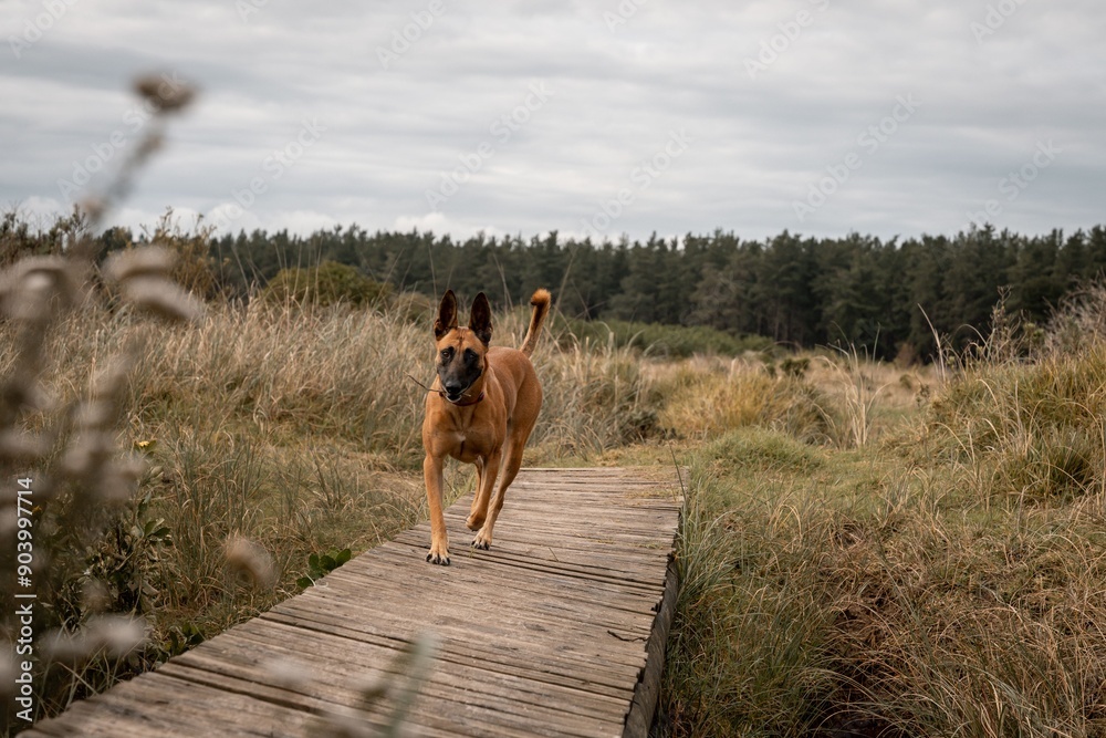 Naklejka premium Belgian Malinois dog walking on a wooden path through a grassy field with forest in the background