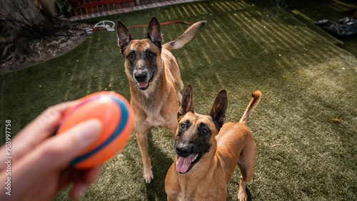 Canvas Print Two Belgian Malinois dogs eagerly waiting to play fetch in a backyard