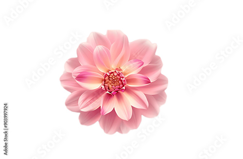 Pink dahlia flower isolated on white, cut out