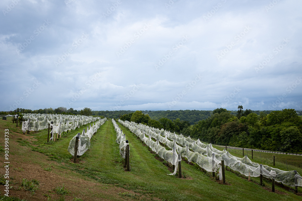 Fototapeta premium A vineyard in rural Kentucky with vines covered in white mesh to deter birds and pests from the grapes.