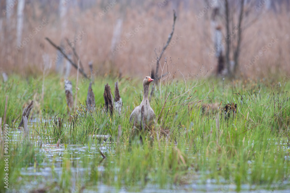 A goose sitting among swamp grass on a pool A goose sitting among swamp grass on a pool