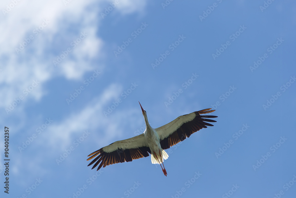 Obraz premium A stork against the sky flying towards the clouds