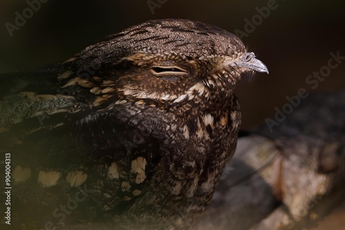 Close-up of a nightjar bird camouflaged against a tree branch in a natural habitat photo