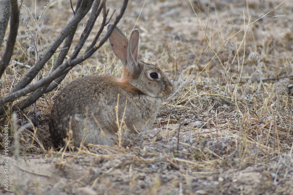 Nice wild rabbit profile close-up Nice wild rabbit profile close-up