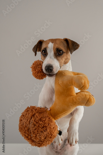 Jack Russell Terrier dog holds a plush poodle toy in his teeth on a white background. Vertical photo. 