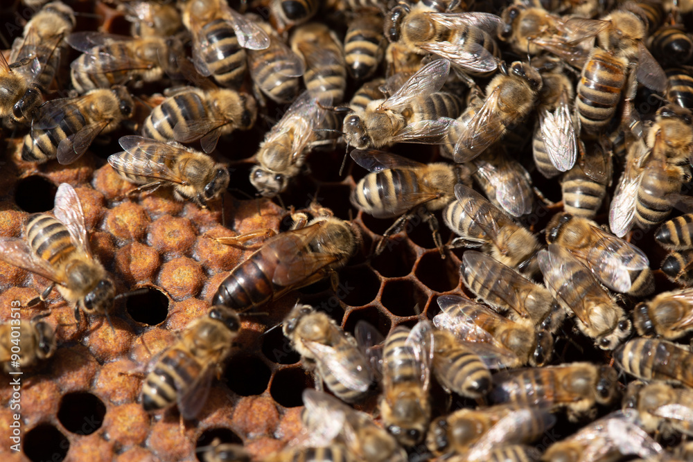 Close up macro shot of a bee queen working on a frame with brood. Close up macro shot of a bee queen working on a frame with brood.