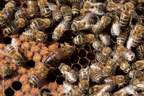 Close up macro shot of a bee queen working on a frame with brood.