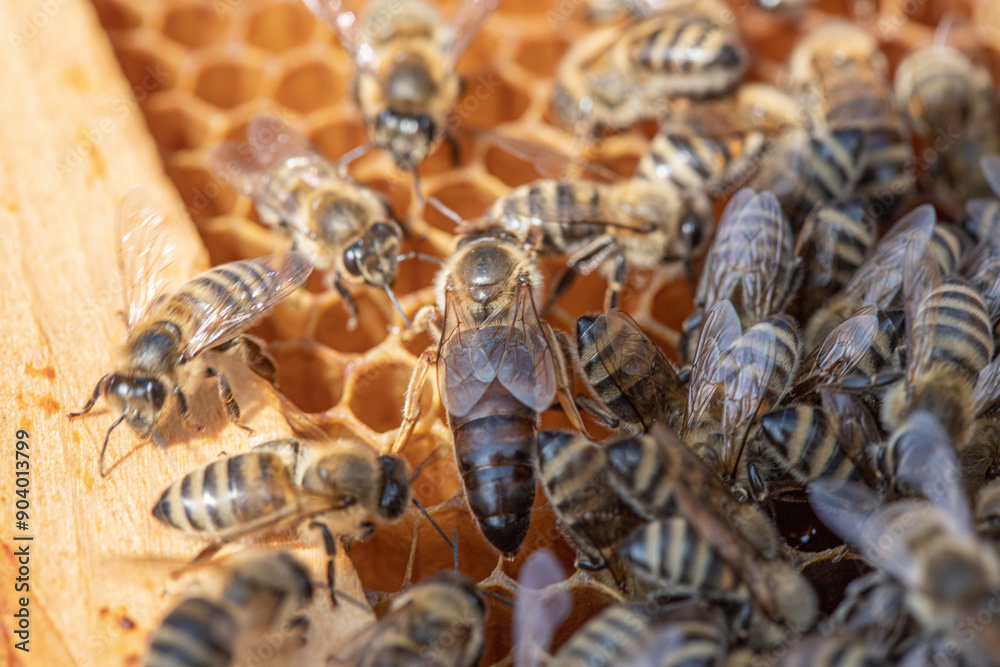 Bees and honey, bee queen Bees and honey, bee queen