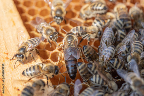 Bees and honey, bee queen