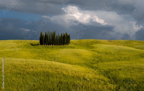 Cypress Trees on Rolling Hills