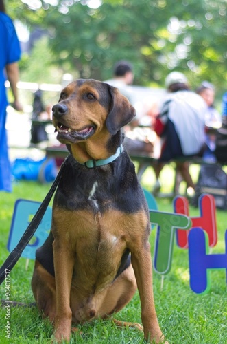 Happy Dog in a Park Setting