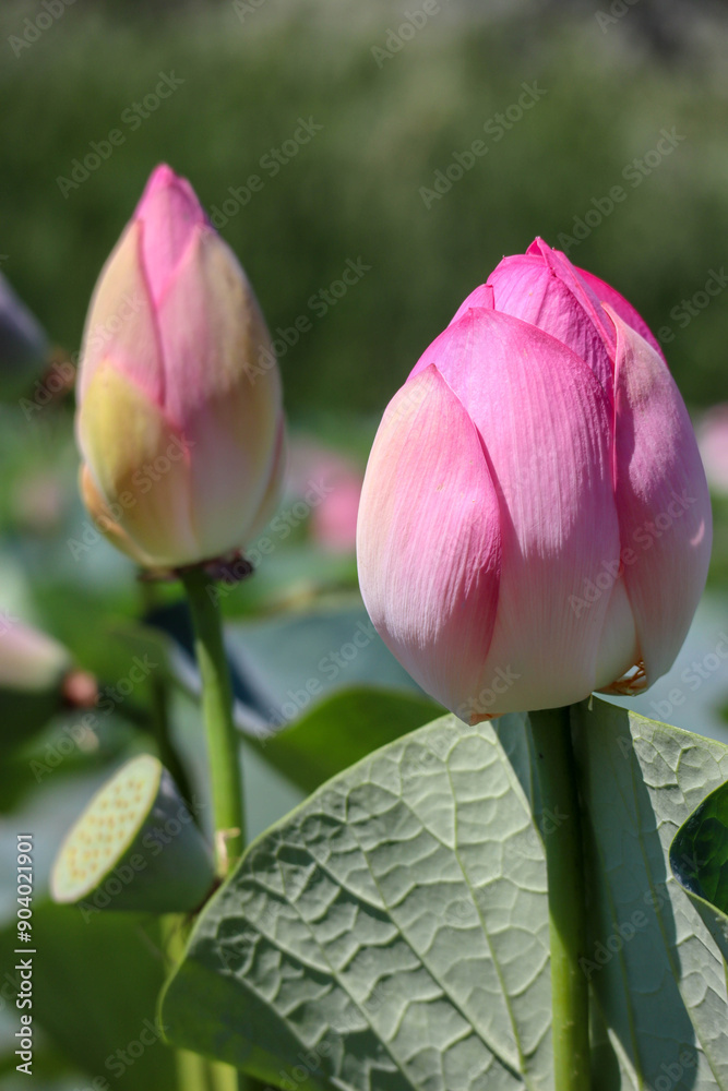 beautiful pink lotus flower close up view