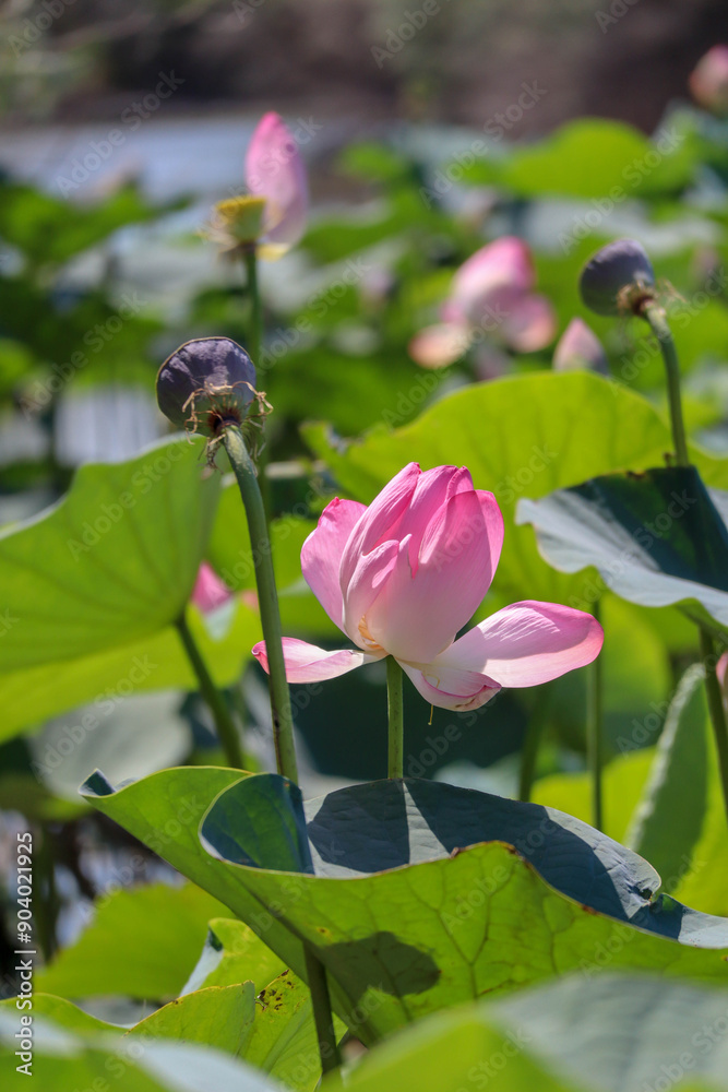 beautiful pink lotus flower close up view