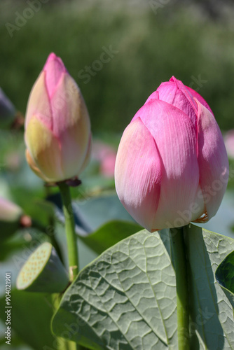 Obraz na płótnie beautiful pink lotus flower close up view w salonie