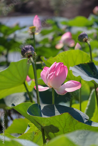 Obraz na płótnie beautiful pink lotus flower close up view w salonie