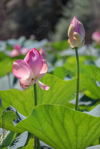 Obraz na płótnie beautiful pink lotus flower close up view w salonie