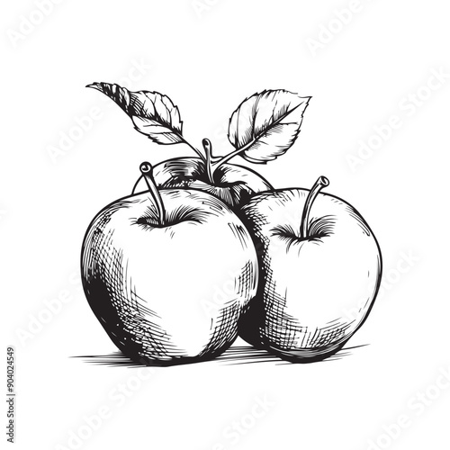 Apples vector illustrations - hand drawn apples - black and white apples isolated on white background
