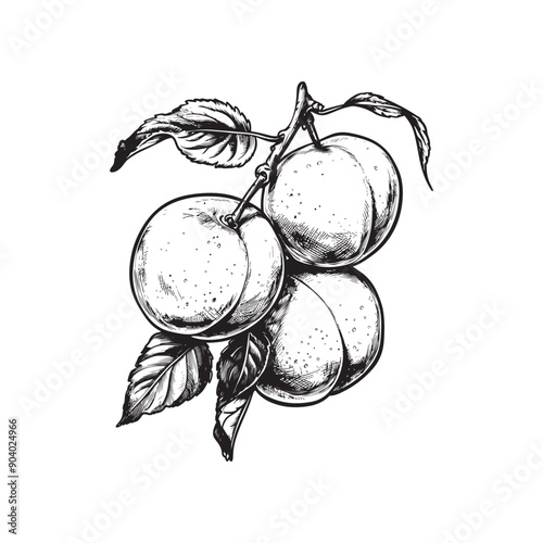 Vector illustrations of apricot, plum, peach or nectarine - hand drawn plums - black and white apricots isolated on white background
