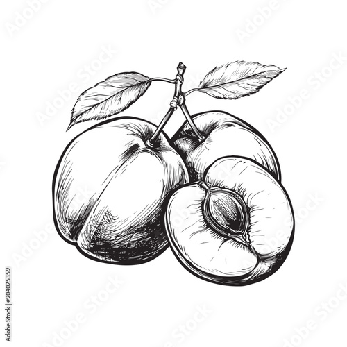 Vector illustrations of apricot, plum, peach or nectarine - hand drawn plums - black and white apricots isolated on white background