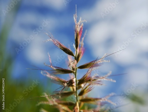 Cynosurus cristatus with blur background.With the beauty of the blue sky photo