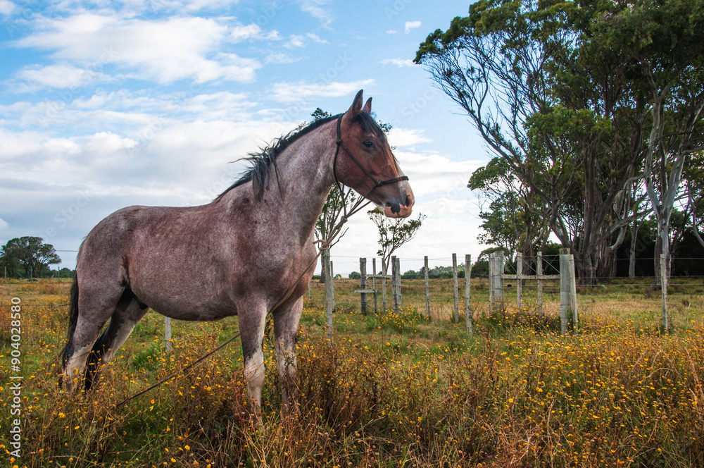 Portrait of a horse in the meadow at sunset, close-up Portrait of a horse in the meadow at sunset, close-up