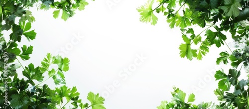 Parsley leaves in vibrant green shade with copy space image against a white background