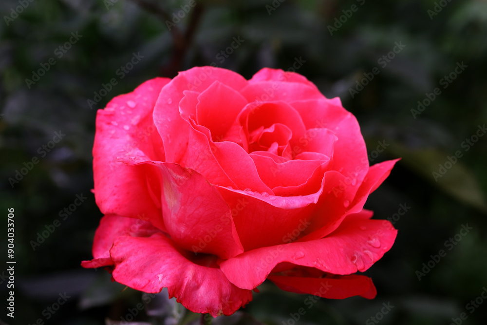 Closeup of delicate rose flower with petals macro texture, nature beauty banner over view, natural floral still life with optical blur, organic design visual trend, delicate abstract nature background Closeup of delicate rose flower with petals macro texture, nature beauty banner over view, natural floral still life with optical blur, organic design visual trend, delicate abstract nature background