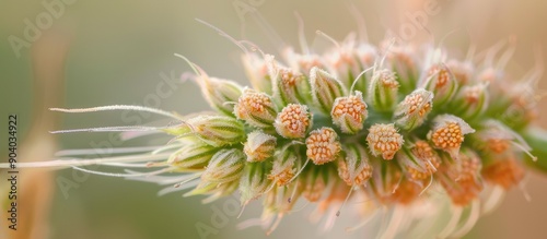 A Ribwort flower head in close up with a plain background for copy space image