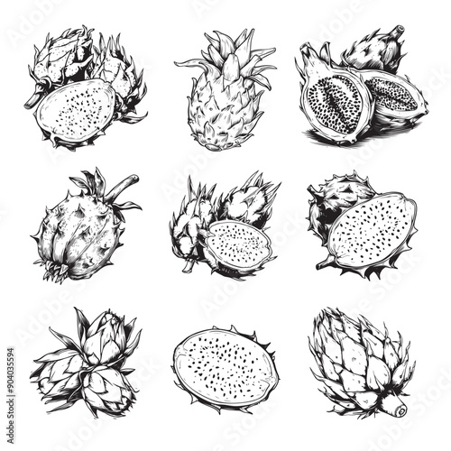 Set of dragon fruit vector design isolated on white background - black and white pitahaya isolated on white background