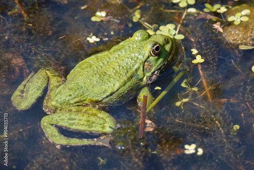 Close up shot of a Marsh Frog, pelophylax ridibundus, in a pond