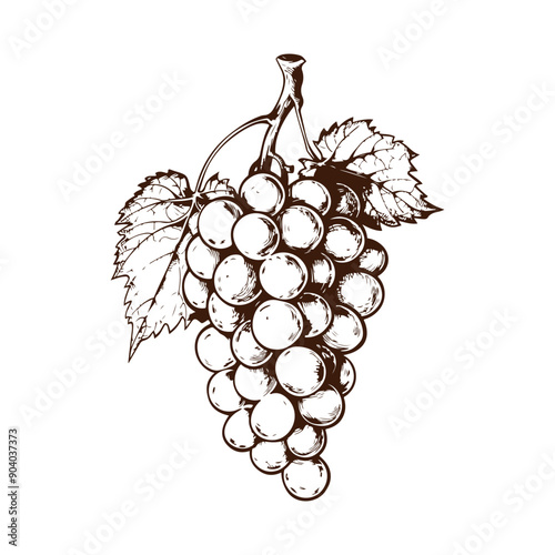Grape vector illustrations - hand drawn grape - black and white grape isolated on white background