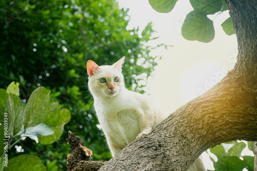 Cute flame point Siamese cat climbing on a tree,Cat on the tree on a natural background.
 photo