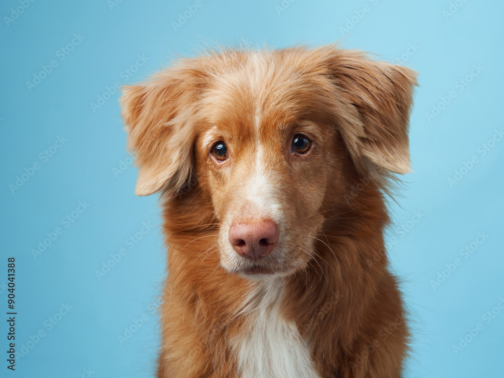 A Nova Scotia Duck Tolling Retriever gazes softly, studio-lit against a blue backdrop. The image captures the dog warm fur tones and gentle expression A Nova Scotia Duck Tolling Retriever gazes softly, studio-lit against a blue backdrop. The image captures the dog warm fur tones and gentle expression