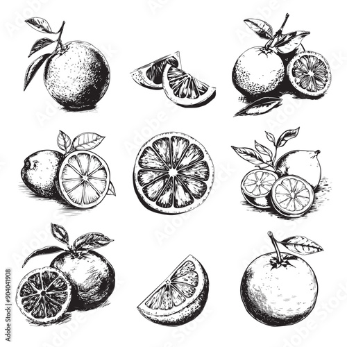 Set of orange, grapefruit, clementine, mandarin, oroblanco, sweetie or lime  vector illustration - hand drawn orange - black and white grapefruit isolated on white background