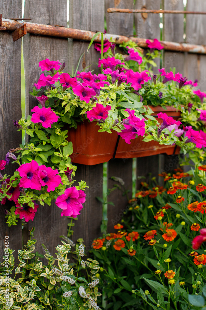 petunia on the fence in the garden petunia on the fence in the garden