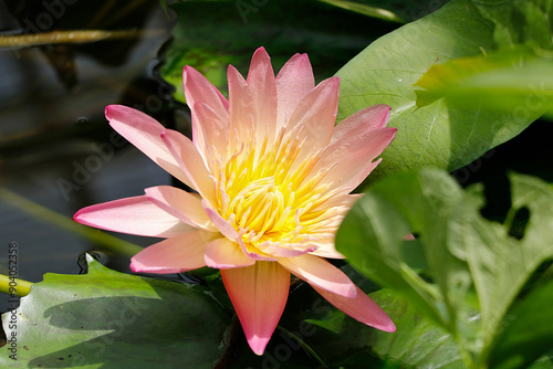 Lotus rose