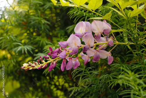 fleur aux pétales violet et rose