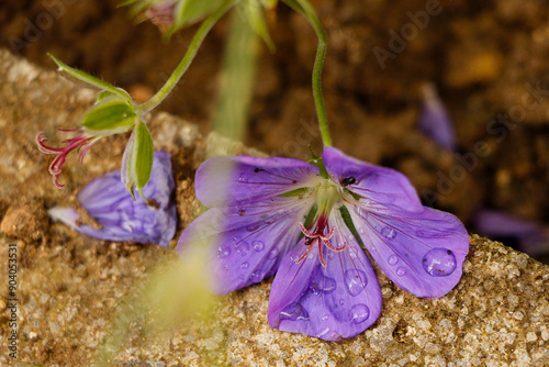 Fleur violette