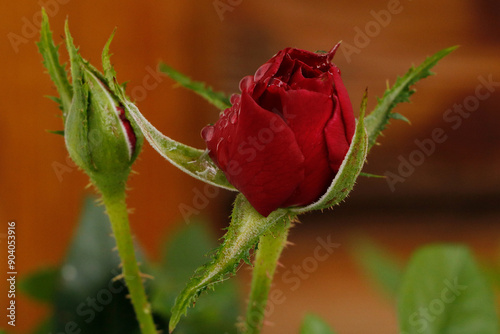 Boutons de rose rouge